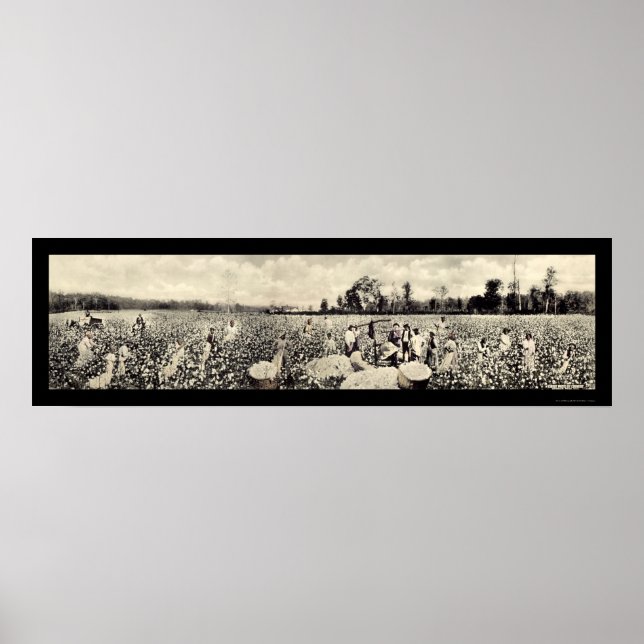 Poster Photo de la culture de coton Billion de dollars 19 (Devant)