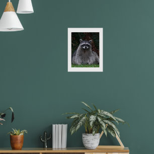 Poster Photo de la faune du raton laveur de la forêt mûre