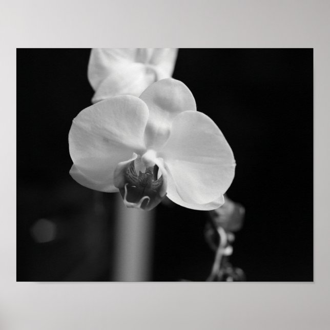 Poster Photo de la Fleur d'orchidée noire et blanche (Devant)
