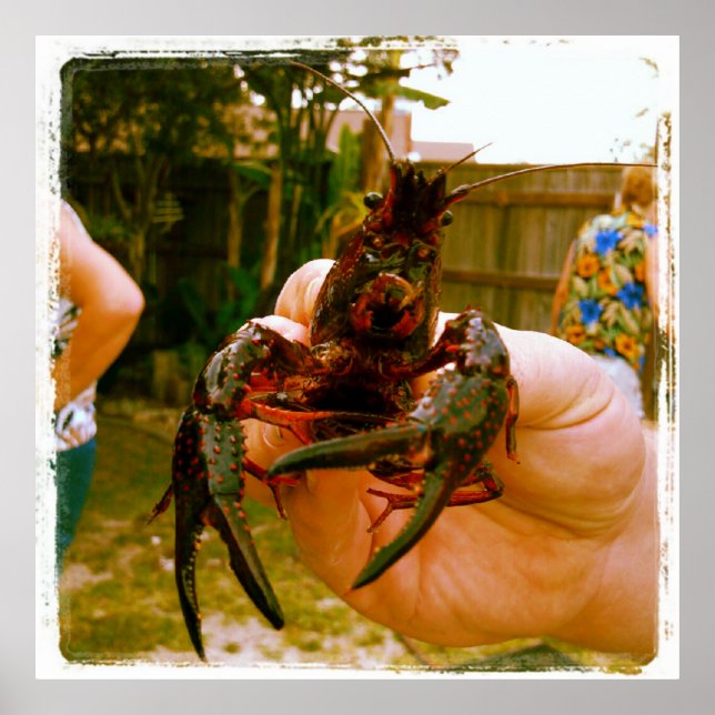 Poster photo de la grande langouste (Devant)