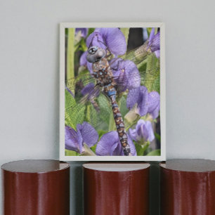 Poster Photo de la libellule Darner aux yeux bleus