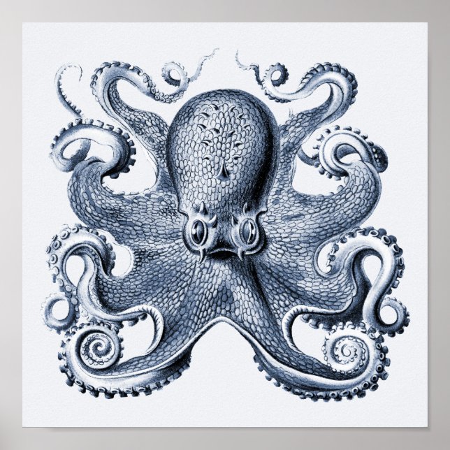 Poster Photo de la marine Blue Octopus par Ernst Haeckel (Devant)