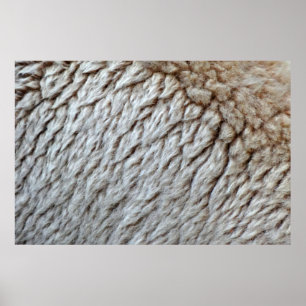 Poster Photo de la nature abstraite de la laine de mouton