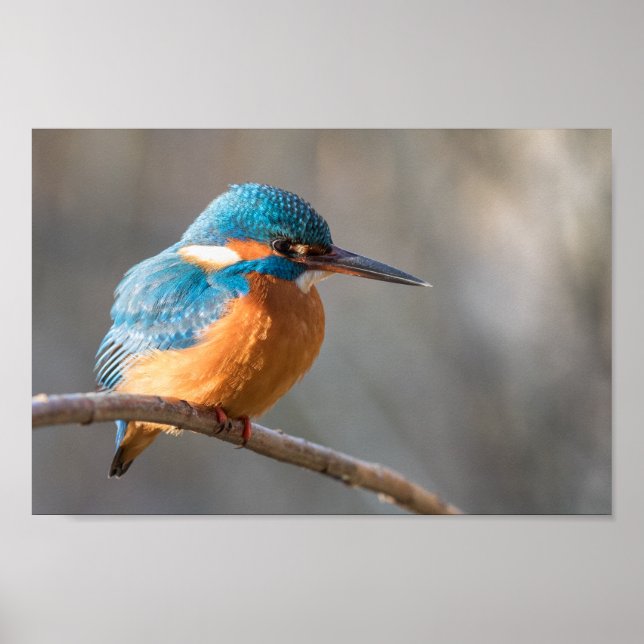 Poster Photo de la nature de Kingfisher (Devant)