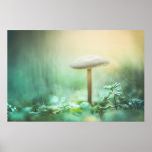 Poster Photo de la nature des champignons enchantés