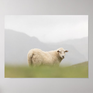 Poster Photo de la nature des moutons