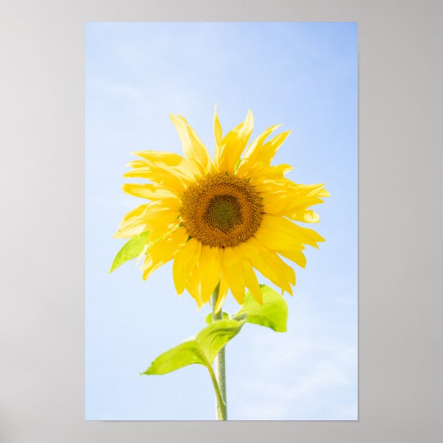 Poster Photo de la nature des tourntournesols (Devant)