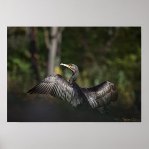 Poster Photo de la nature du Cormoran