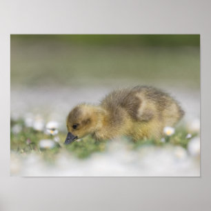 Poster Photo de la nature d'un adorable gosling
