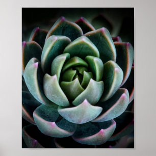 Poster Photo de la nature Plante assez réussie