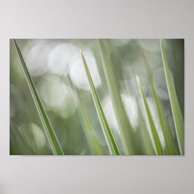 Poster Photo de la nature Plante verte (Devant)
