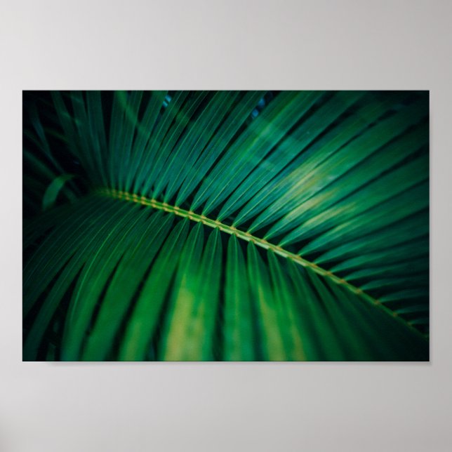 Poster Photo de la nature tropicale de la feuille verte (Devant)