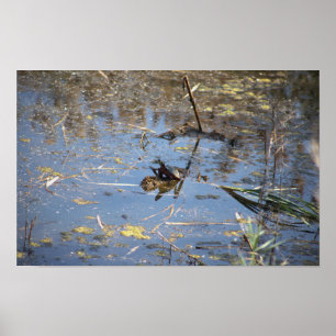 Poster photo de la tortue