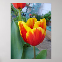 Poster photo de la tulipe rouge et jaune