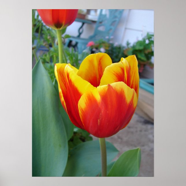 Poster photo de la tulipe rouge et jaune (Devant)