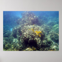Poster photo de la Vie marine sous-marine Imprimer