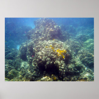 Poster photo de la Vie marine sous-marine Imprimer