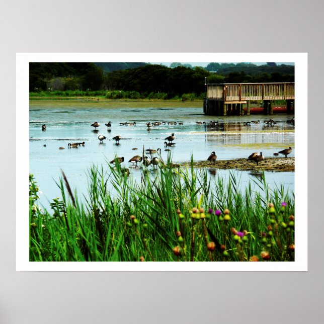 Poster Photo de Lake Scene avec Cattails Ducks Dock (Devant)