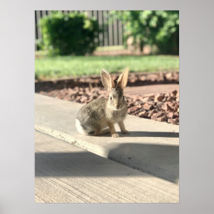 Poster photo de lapin de Pâques printemps