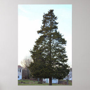 Poster photo de l'arbre à feuillage persistant