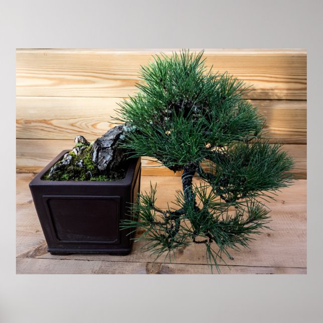 Poster Photo de l'arbre Bonsai du pin noir japonais (Devant)