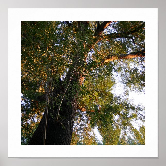 Poster Photo de l'arbre des cendres (Devant)