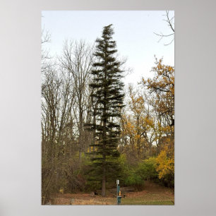 Poster photo de l'arbre grand