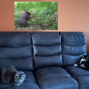 Poster photo de l'écureuil