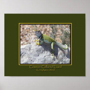 Poster Photo de lézard à collier coloré adorant le soleil