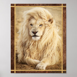 Poster Photo de Lion Blanc