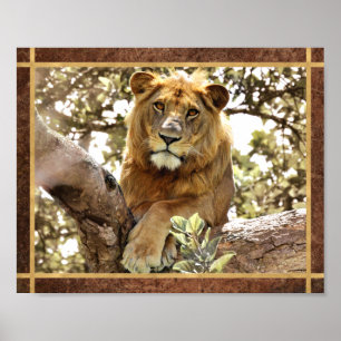 Poster Photo de lion dans un arbre