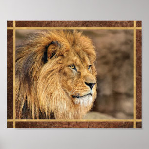 Poster Photo de Lion de Profil