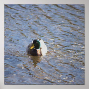 Poster photo de Mallard Duck