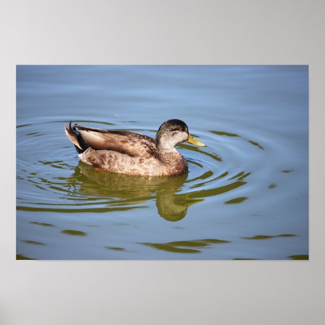 Poster photo de Mallard Duck (Devant)