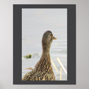 Poster photo de Mallard Duck