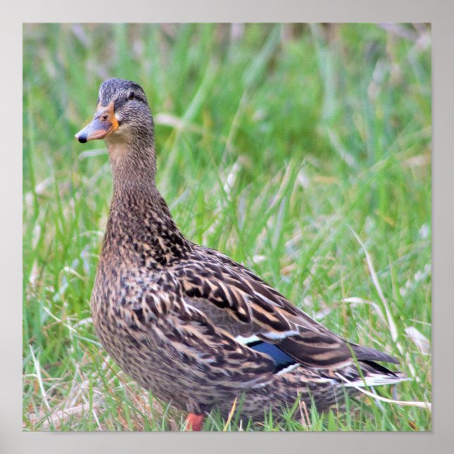 Poster photo de Mallard Duck (Devant)