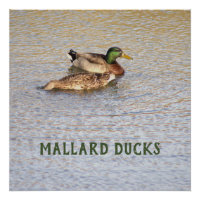 Poster photo de Mallard Ducks