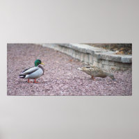 Poster photo de Mallard Ducks