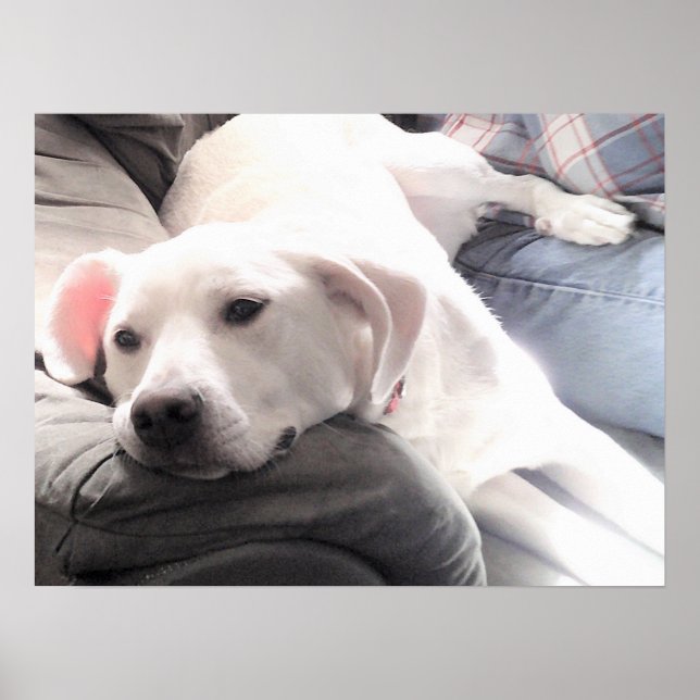 Poster Photo de mignon chien blanc fatigué avec meilleur  (Devant)