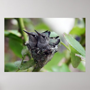 Poster Photo de mignons colibris