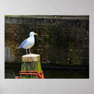 Poster Photo de mouette côtière et de faune océanique