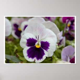 Poster Photo de Pensée Blanche Violette
