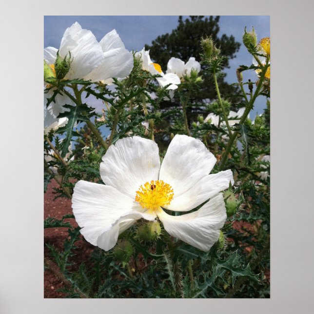 Poster Photo de Poppy du sud-ouest de Prickly (Devant)