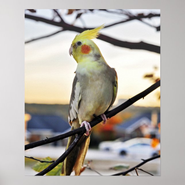 Poster Photo de profil Cockatiel (Devant)