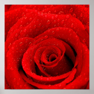 Poster Photo de Red Rose Arrière - plan