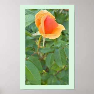 Poster photo de Rosebud