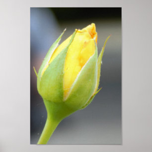 Poster Photo de Rosebud jaune
