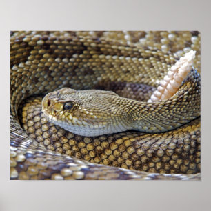 Poster Photo de serpent à sonnette