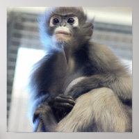 Photo de singe