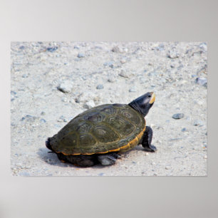 Poster Photo de tortue